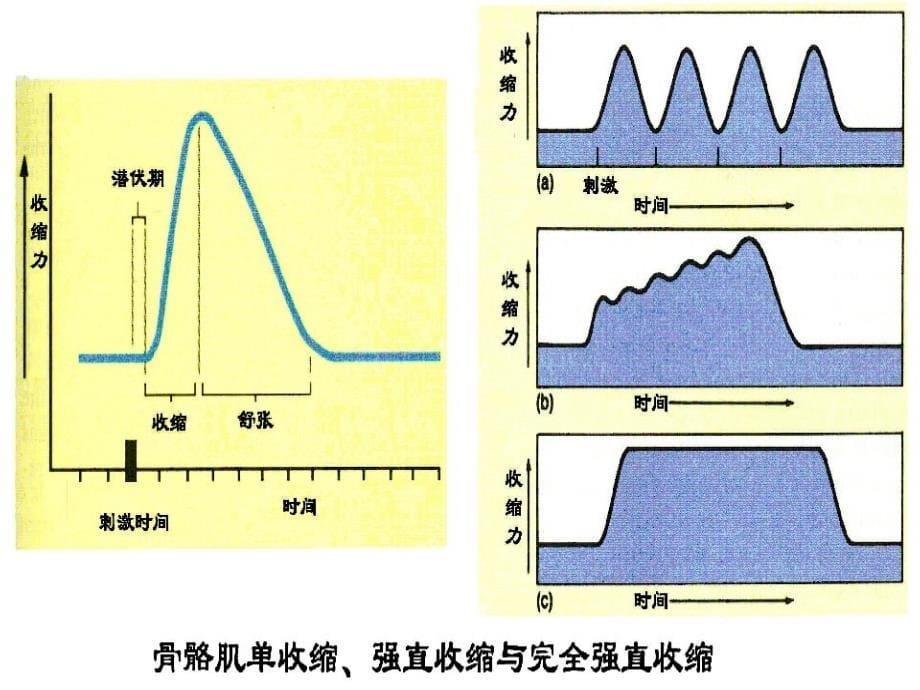 蛙神经肌肉标本的制备及刺激与肌肉收缩的关系_第5页