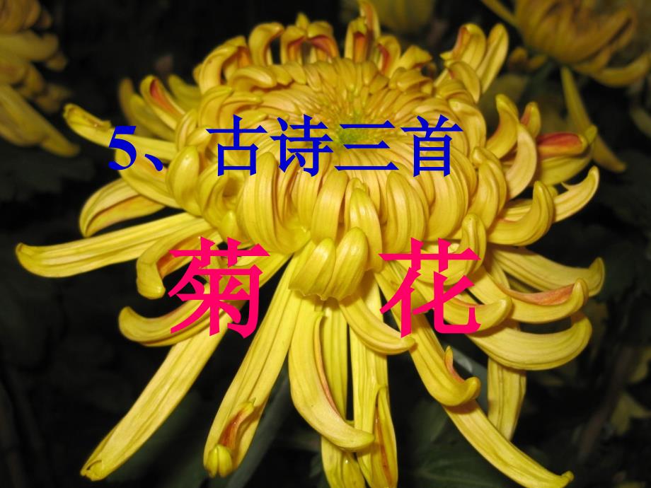 语文s版四年级上册第五课《古诗三首》——菊花_第1页
