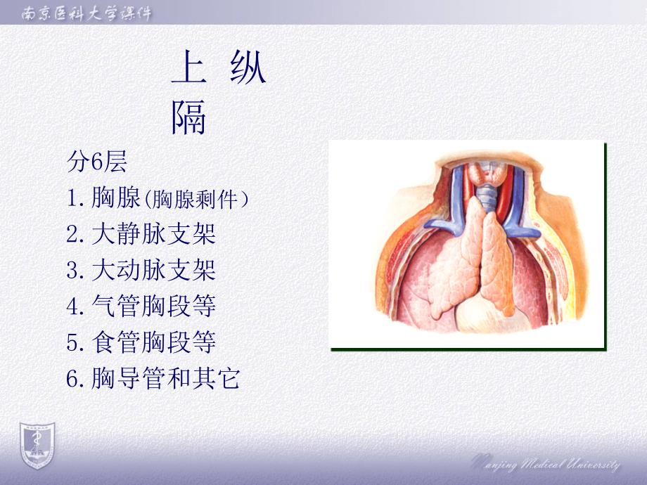 纵隔横断层解剖_第4页