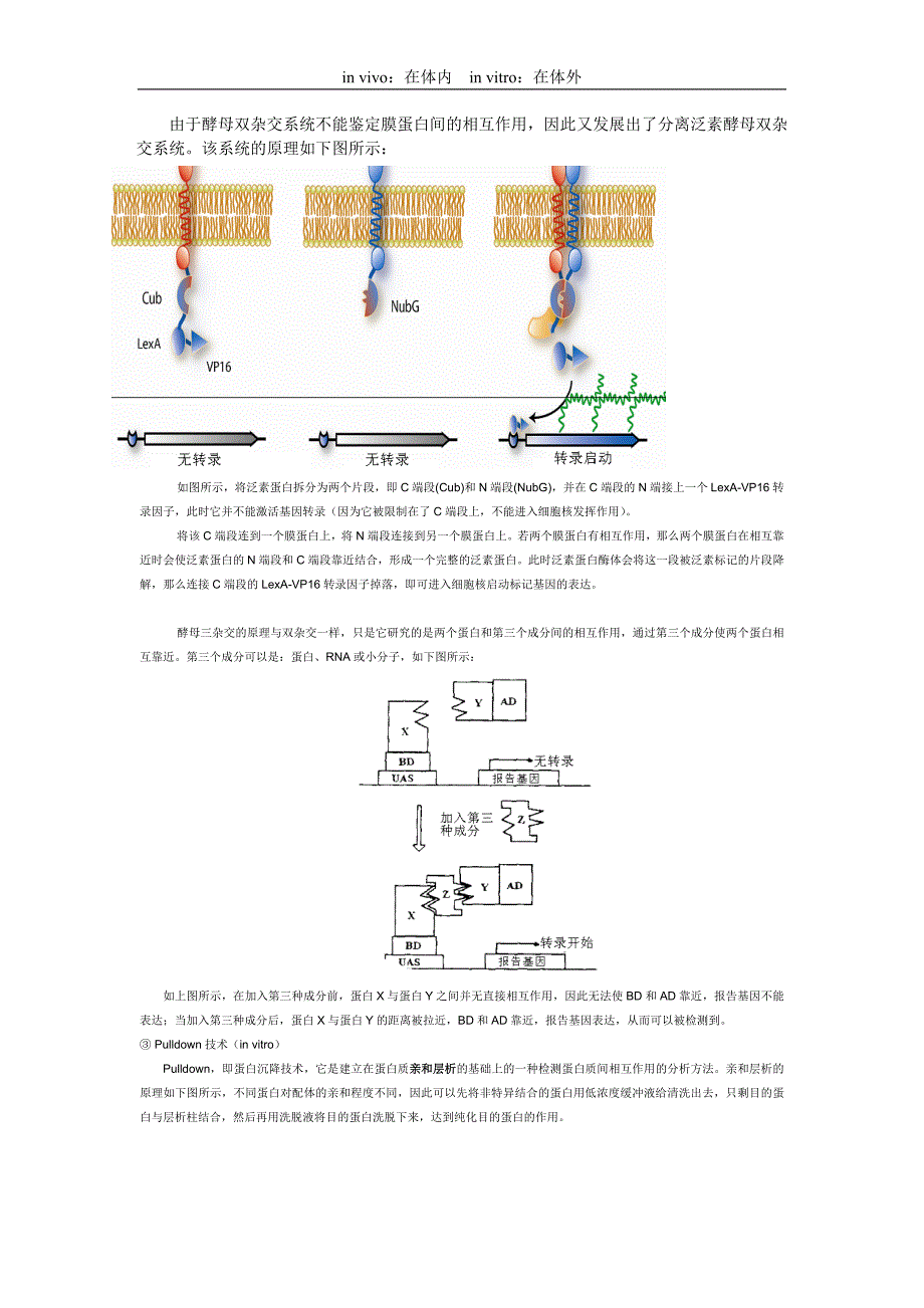 检测蛋白质与蛋白质之间相互作用的实验技术_第2页