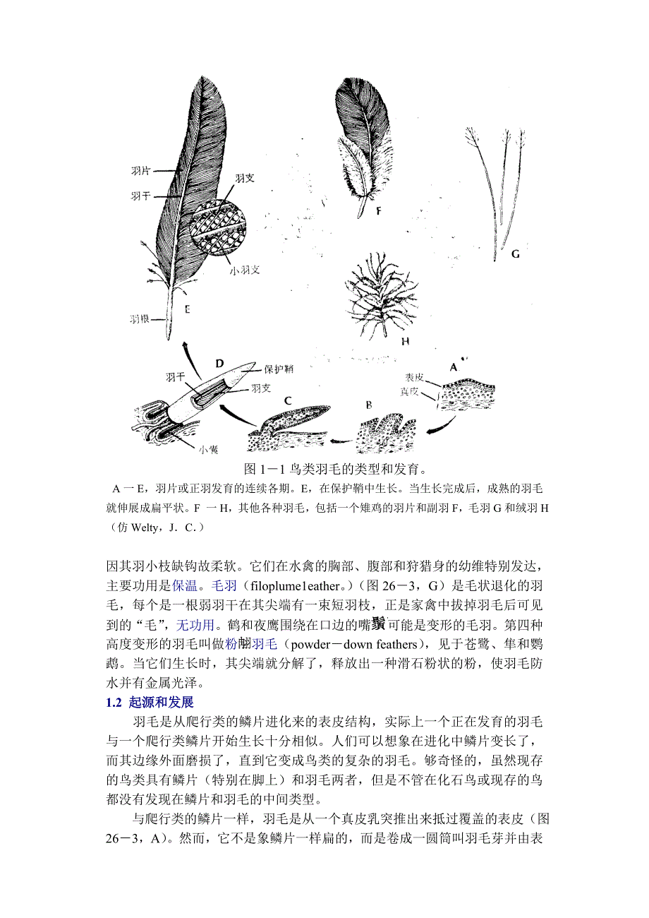 鸟类资料(生物高等)_第3页