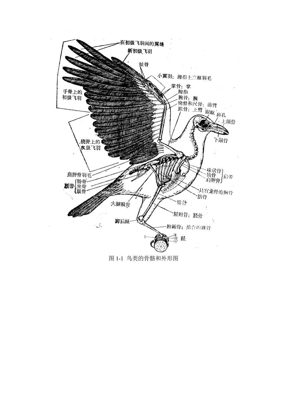 鸟类资料(生物高等)_第5页