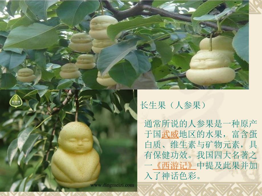 4我的长生果(完美版)_第1页
