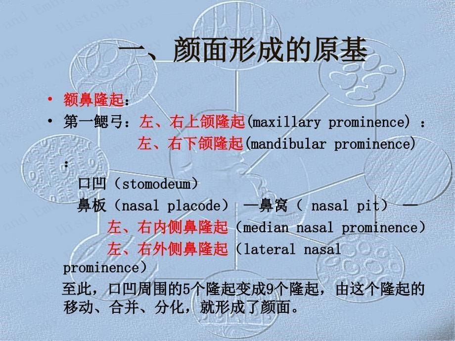 最全组织和胚胎学18_第5页