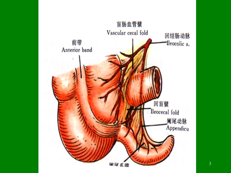 阑尾炎的诊断与治疗_第3页