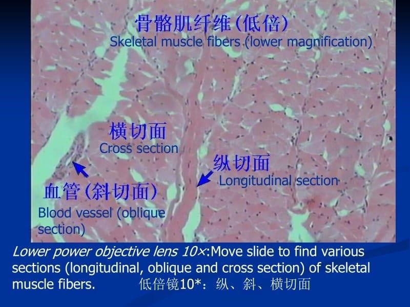 肌肉系统解剖_第5页