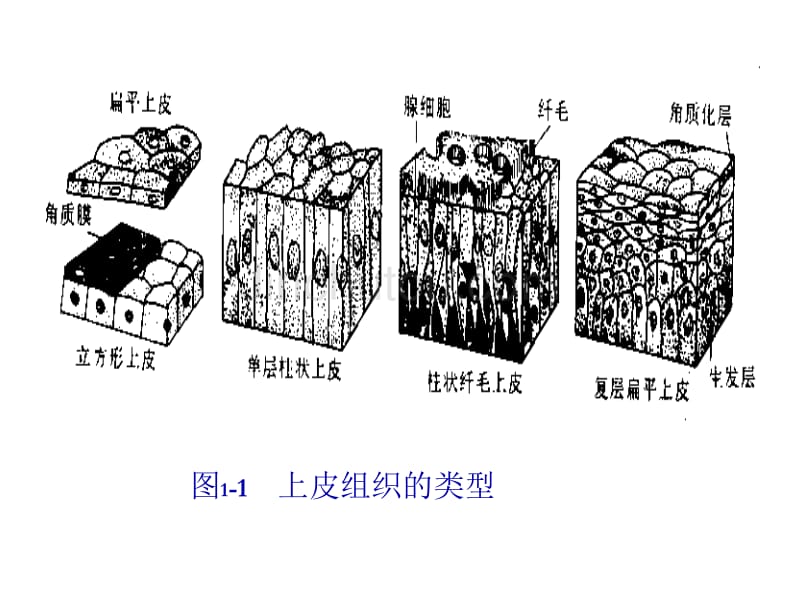 动物的组织结构_第4页