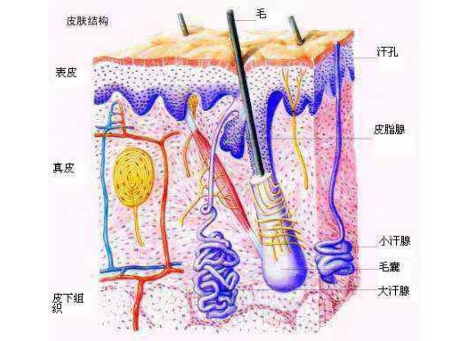 认识皮肤类型解剖皮肤细胞_第3页