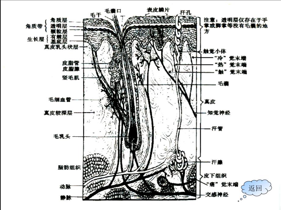 认识皮肤类型解剖皮肤细胞_第4页