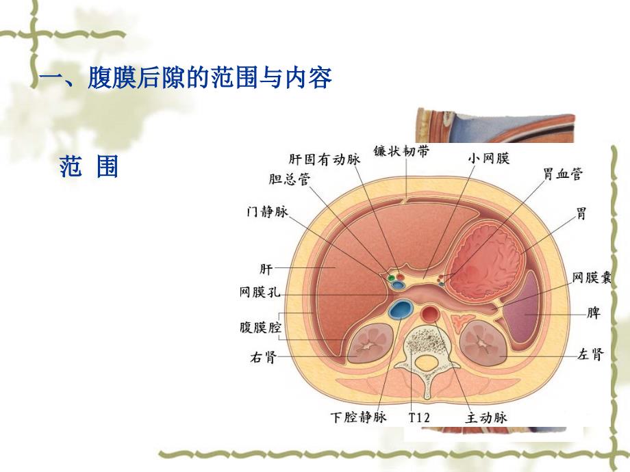 腹膜后隙(甘子明)_第2页