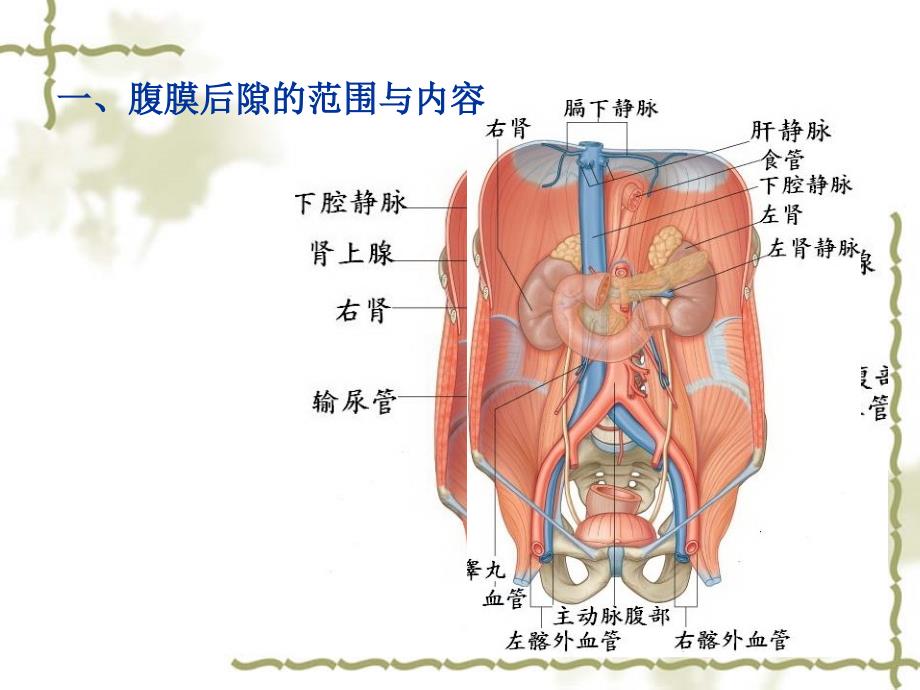 腹膜后隙(甘子明)_第3页