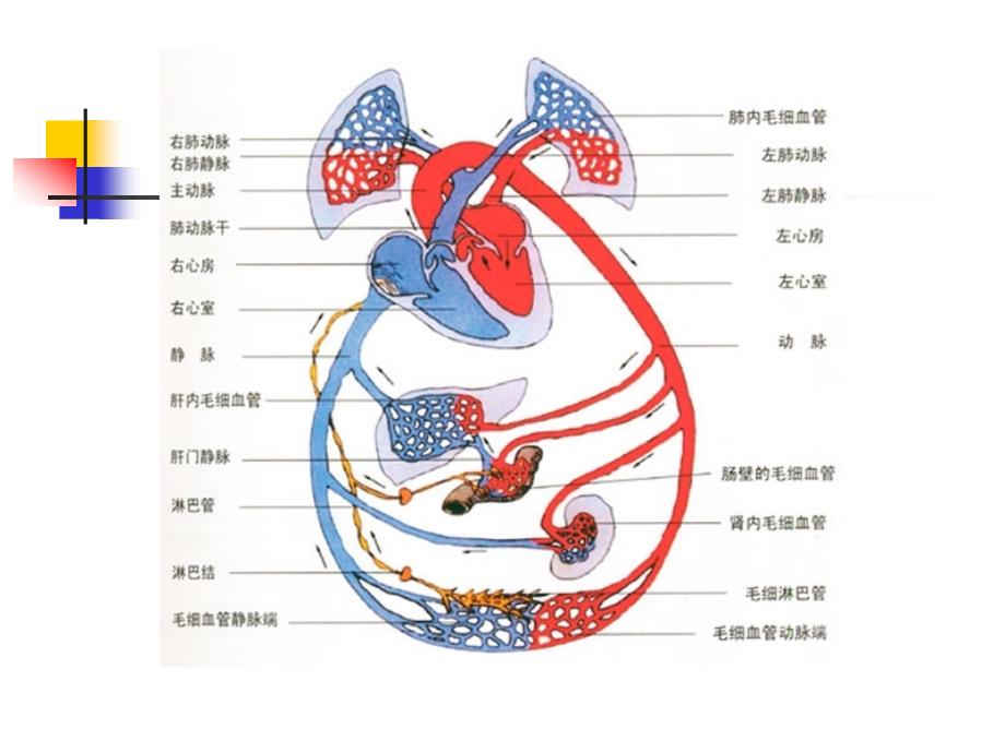 治疗慢性心功能不全药_第3页