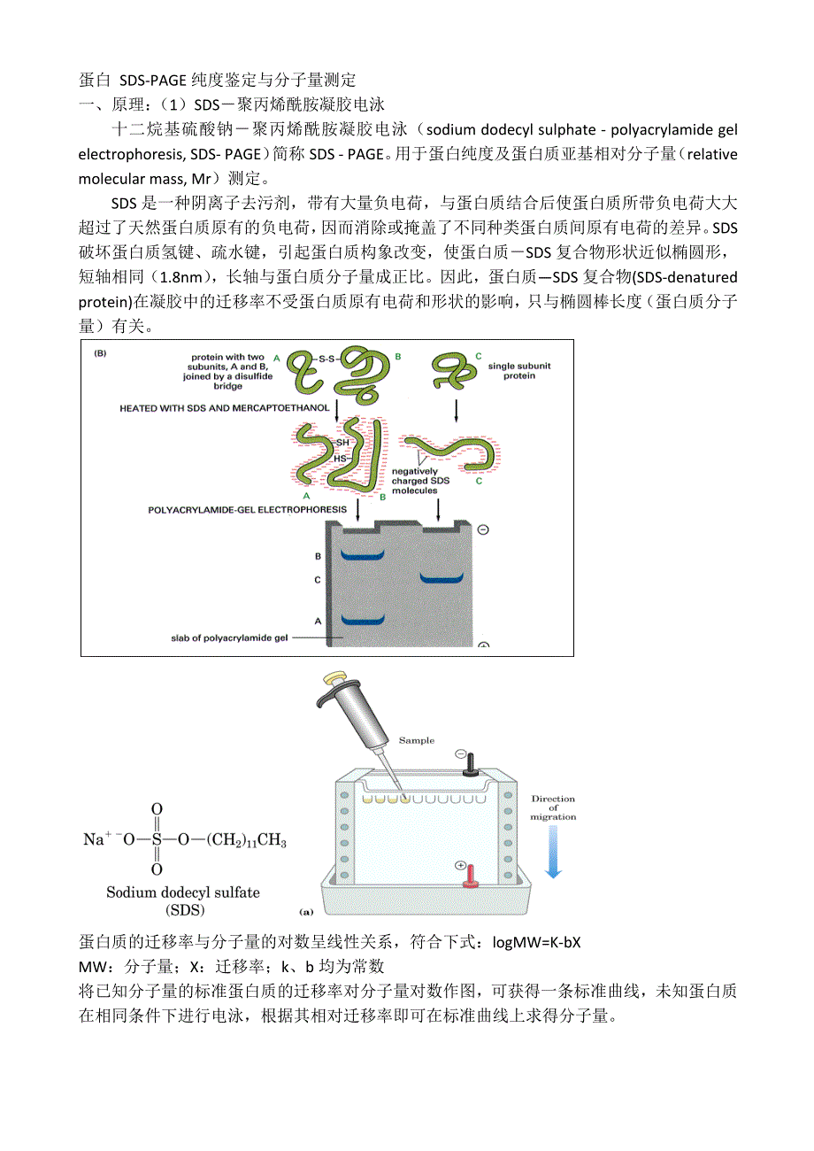 蛋白 sds-page纯度鉴定与分子量测定_第1页