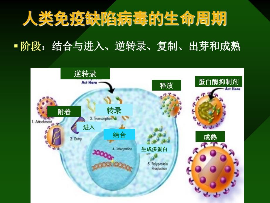 职业暴露的预防和处理_第4页