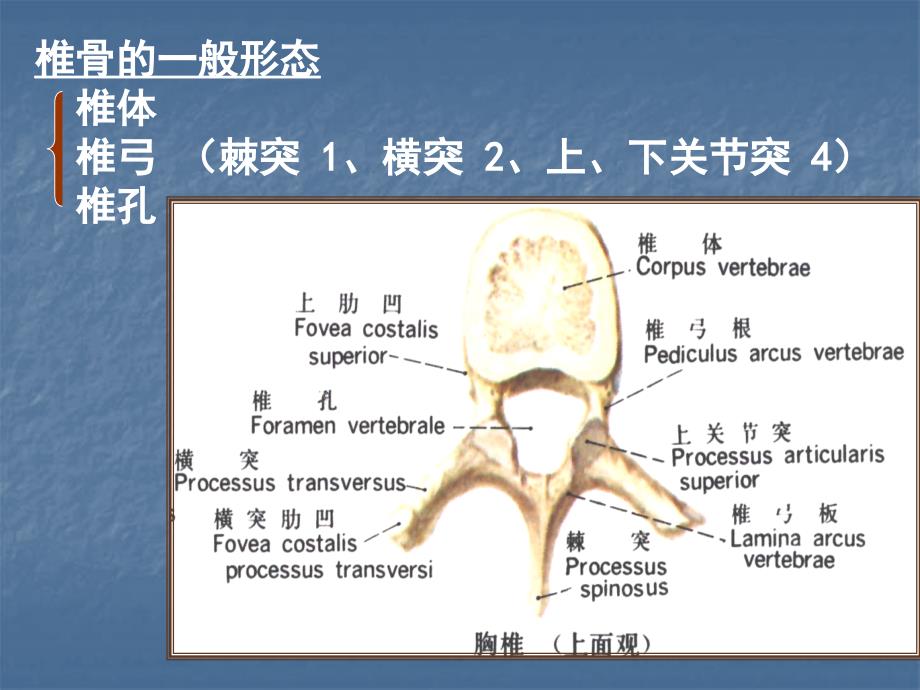 躯干骨及连结_第2页