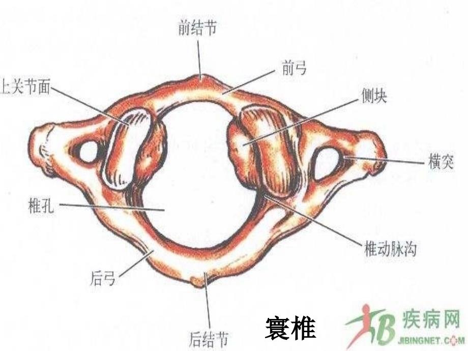 躯干骨及连结_第4页