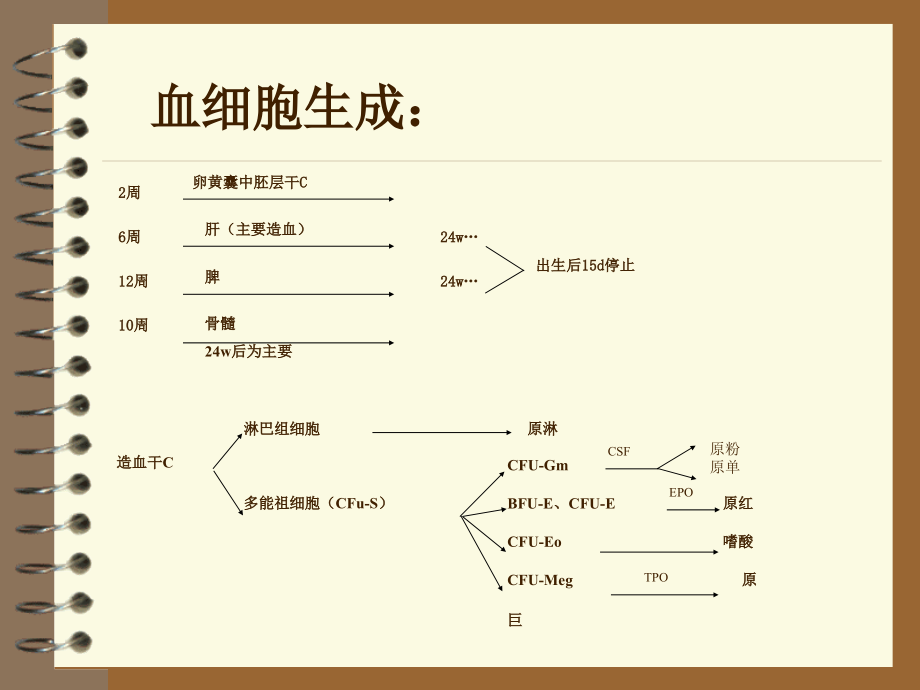 血液病1_第4页