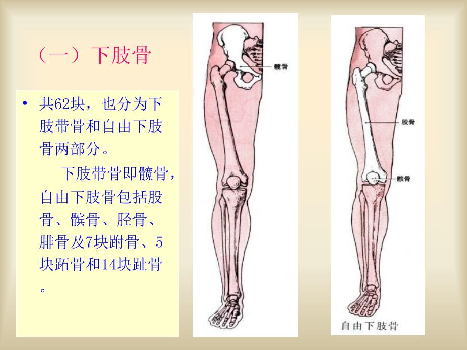 运动系统--下肢骨及其连接_第2页