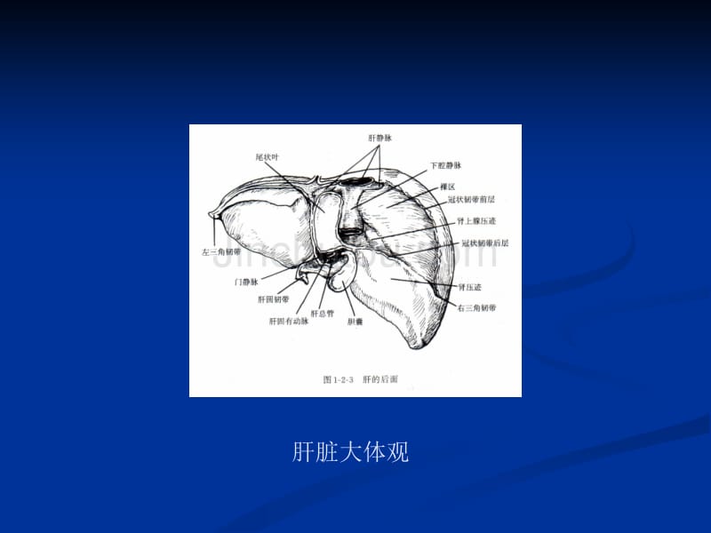 肝切除的并发症_第5页