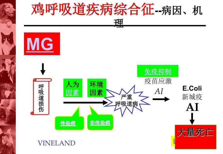 鸡呼吸道疾病综合征刘光成_第5页