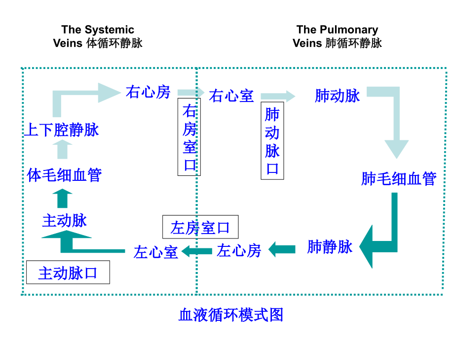 静脉,临床七年制,课件_第4页