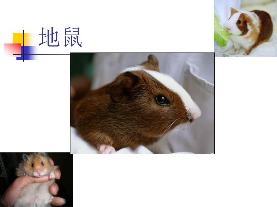 豚鼠地鼠-常用-实验动物_第1页