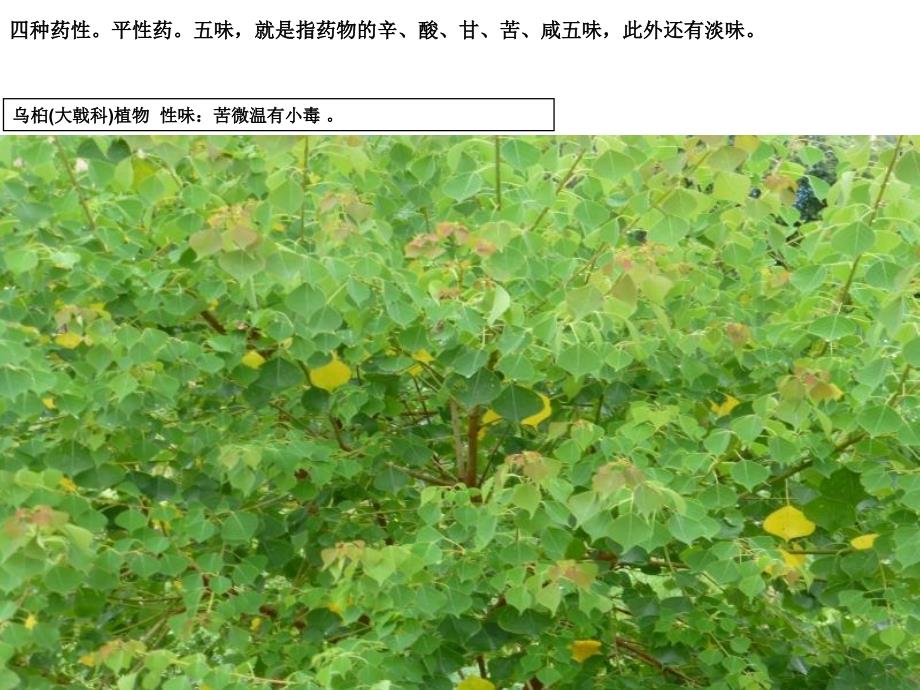 本草闽北药用植物图文01_第3页