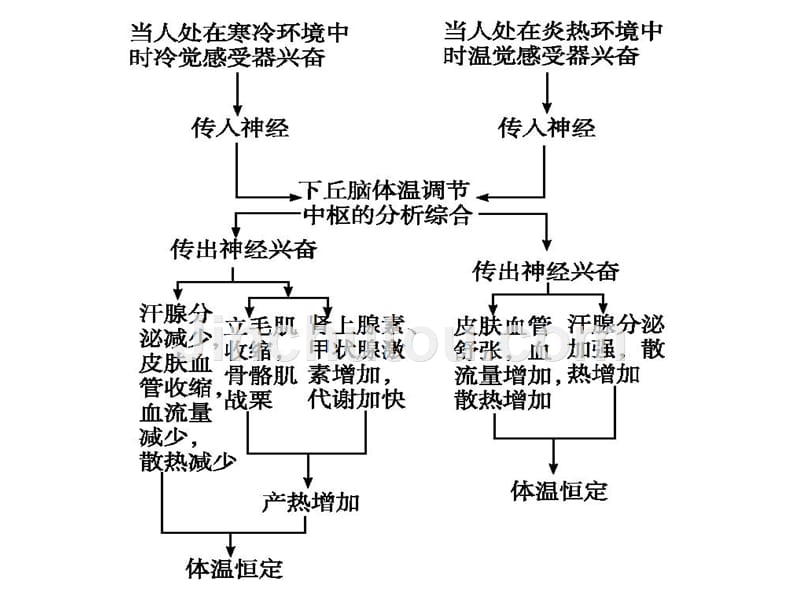 血糖、体温、水盐平衡调节_第2页