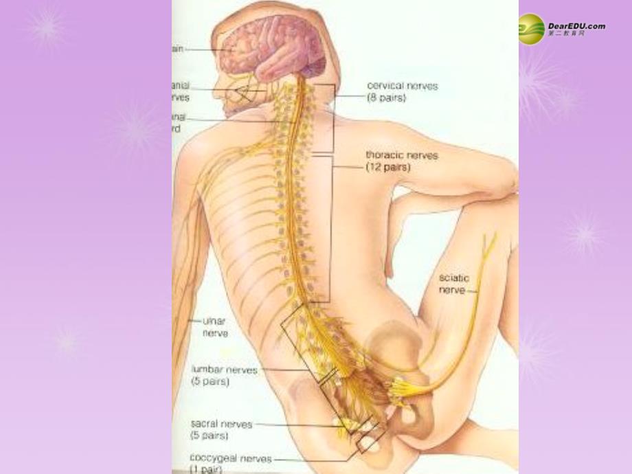 湖南省古丈县古阳中学七年级生物下册 第二节 神经系统的组成课件 新人教版_第2页