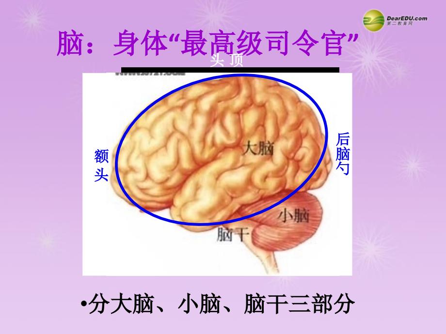 湖南省古丈县古阳中学七年级生物下册 第二节 神经系统的组成课件 新人教版_第3页