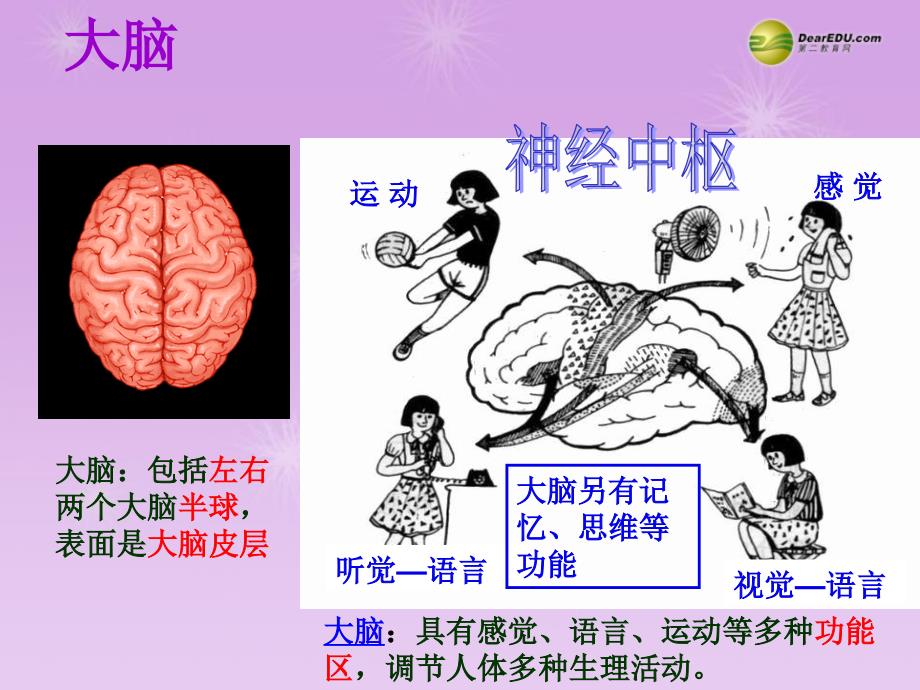 湖南省古丈县古阳中学七年级生物下册 第二节 神经系统的组成课件 新人教版_第4页