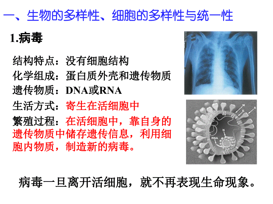 必修1细胞的结构——细胞学说与细胞多样性和统一性_第4页