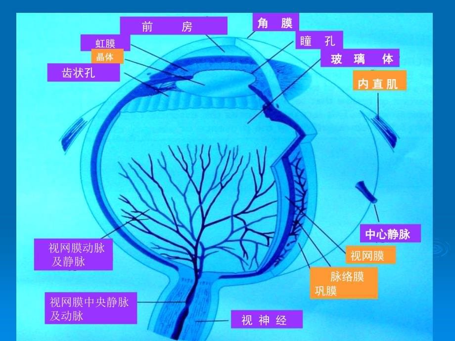 糖尿病合并症的早期评估及治疗_第5页