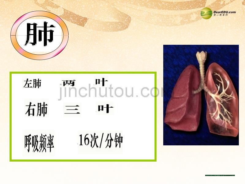 七年级生物下册 3.2 发生在肺内的气体交换课件1 新人教版_第3页