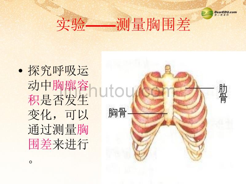 七年级生物下册 3.2 发生在肺内的气体交换课件1 新人教版_第5页