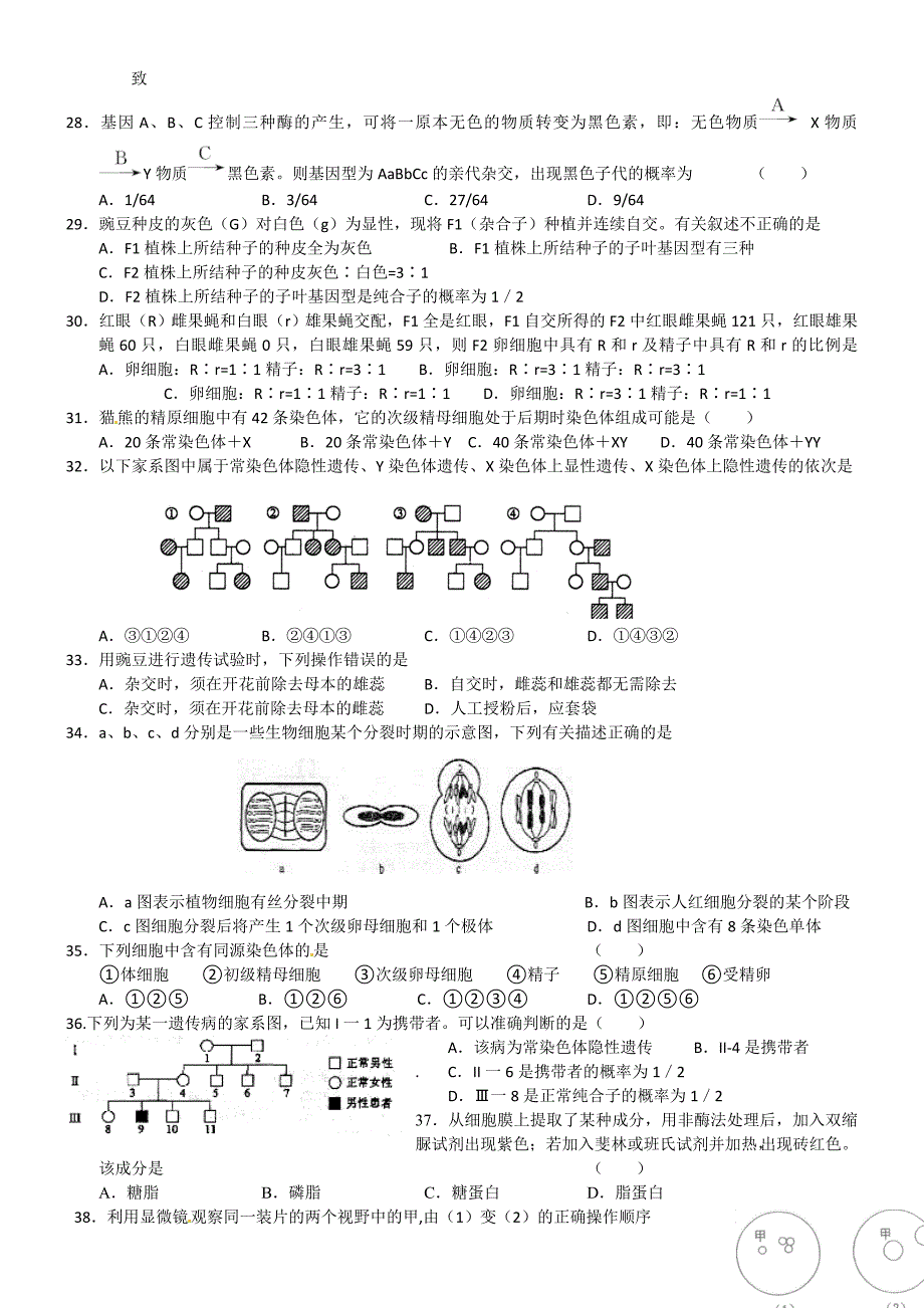 河北省辛集三中高三生物 阶段测试题（2）_第4页