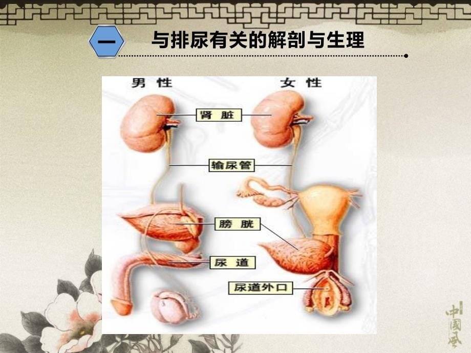 排泄一人卫5版_第5页