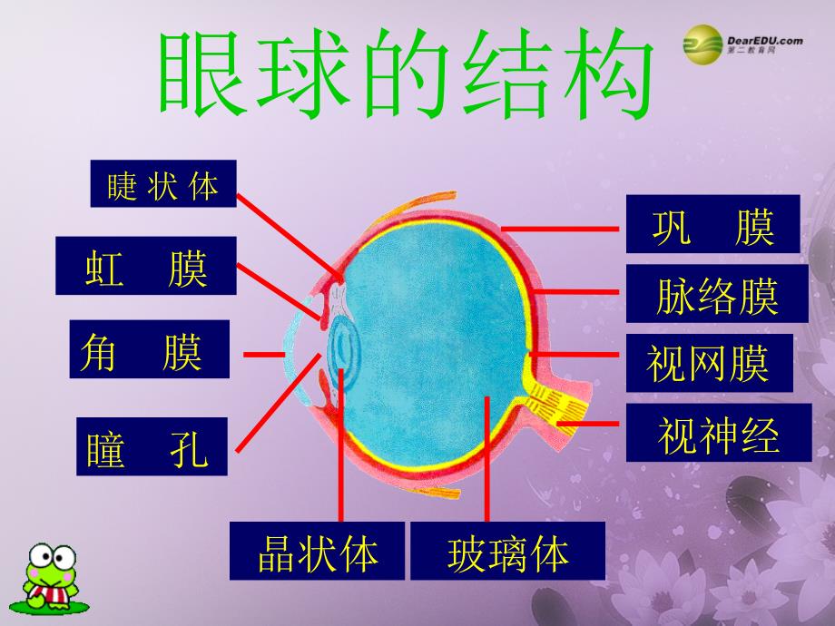 七年级生物下册 6.1 人体对外界环境的感知──眼和视觉课件2 新人教版_第4页