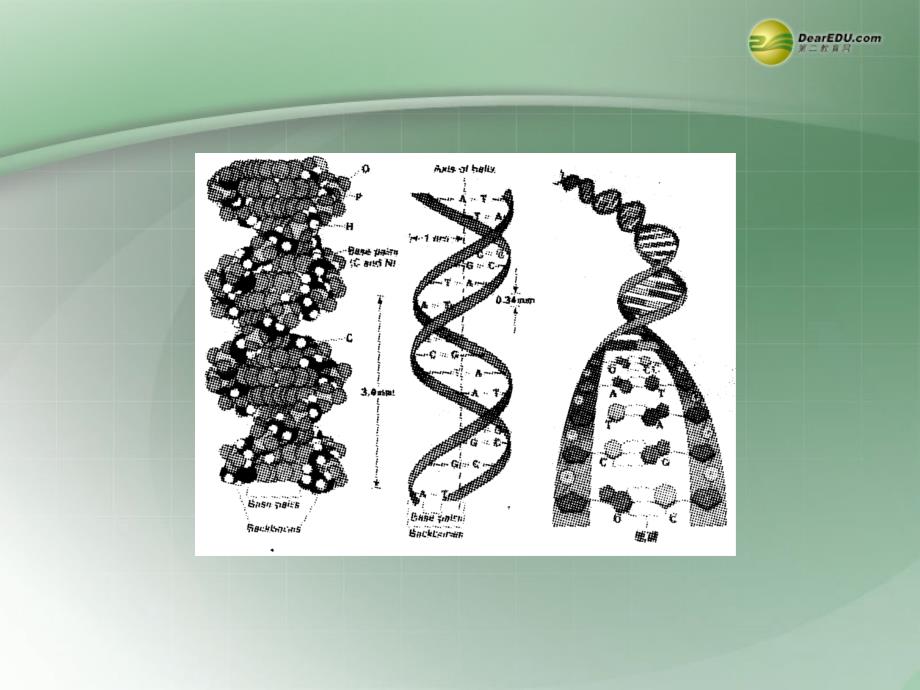 高一生物下学期 3.2dna分子的结构课件 新人教版 _第3页