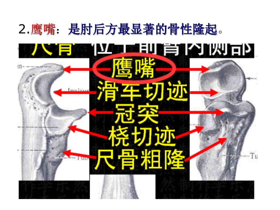 肩胛区三角肌区臂和前臂后区_第3页