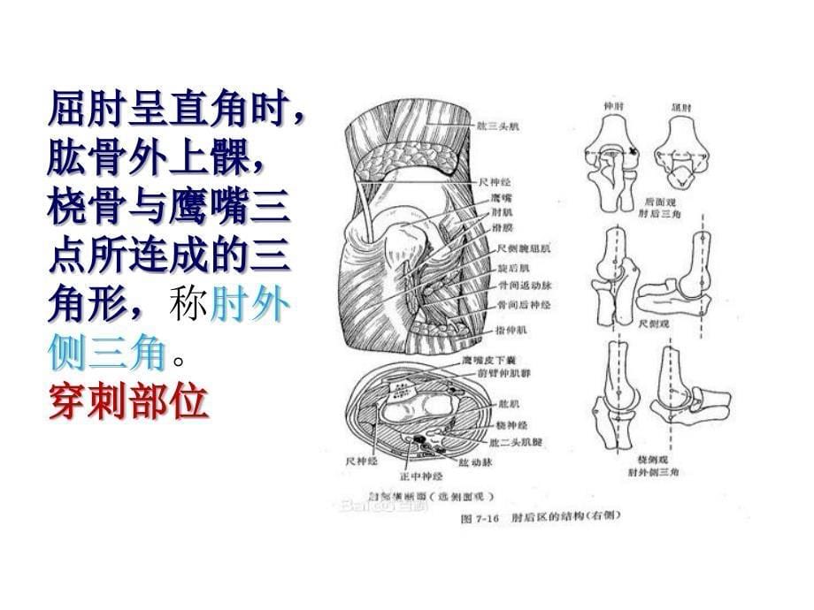 肩胛区三角肌区臂和前臂后区_第5页