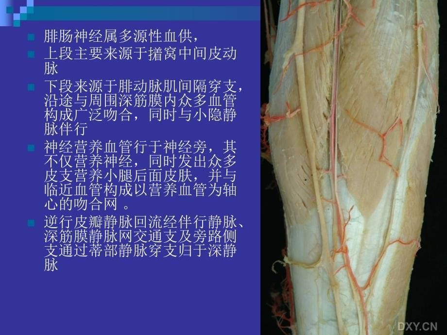 腓肠神经营养血管皮瓣_第5页