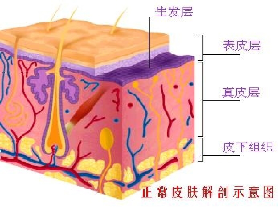 常见急症意外伤害的现场救护_第4页