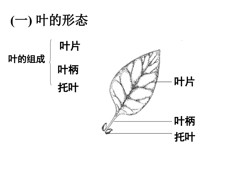 叶及植物生理作用_第2页