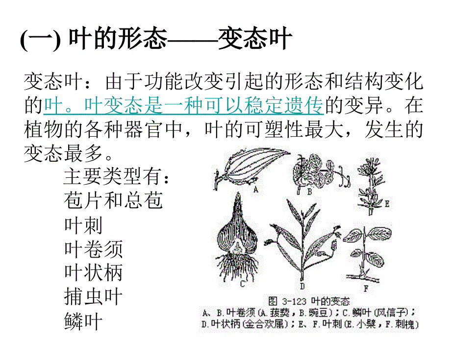 叶及植物生理作用_第3页