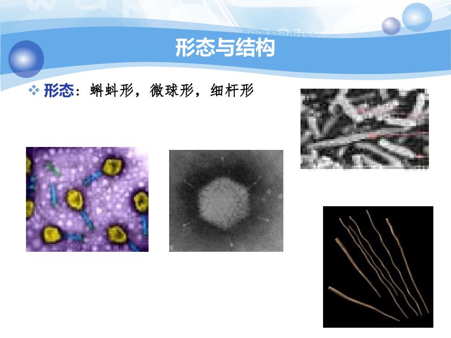 噬菌体及其研究进展_第4页
