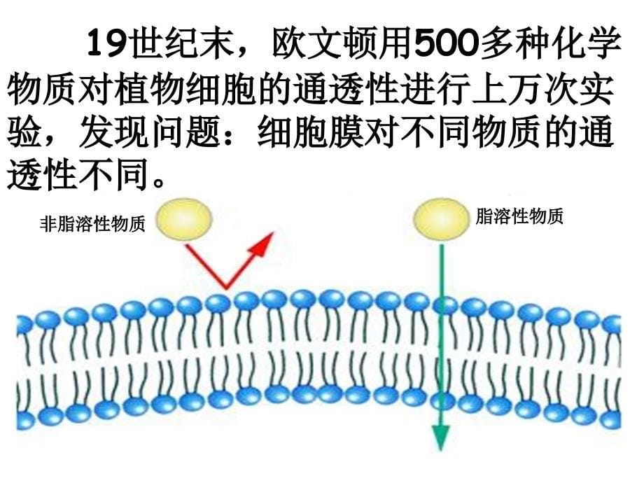 必修1-04-02生物膜的流动镶嵌模型_第5页