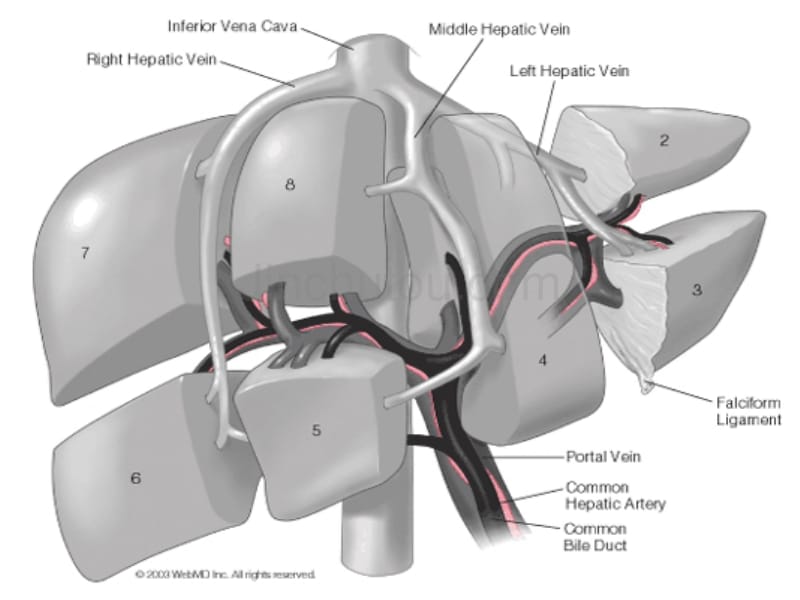 肝脏分叶分区_第5页