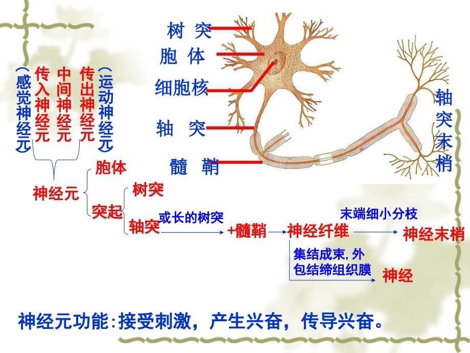 精品课件生物浙教版必修三神经系统的结构和功能共64张_第5页