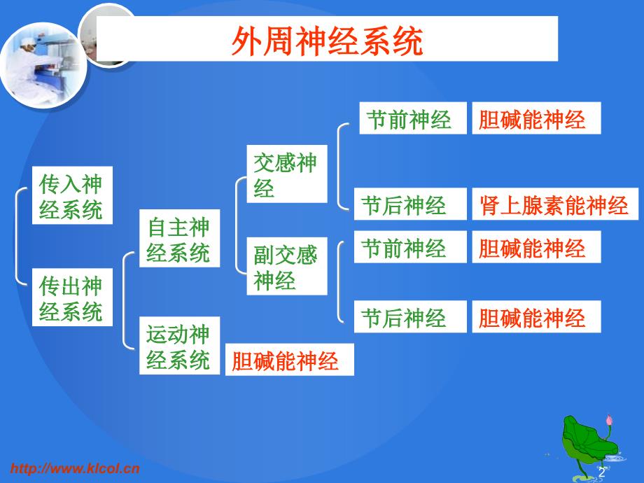 药物化学3-13-2拟胆碱药和抗胆碱药_第2页